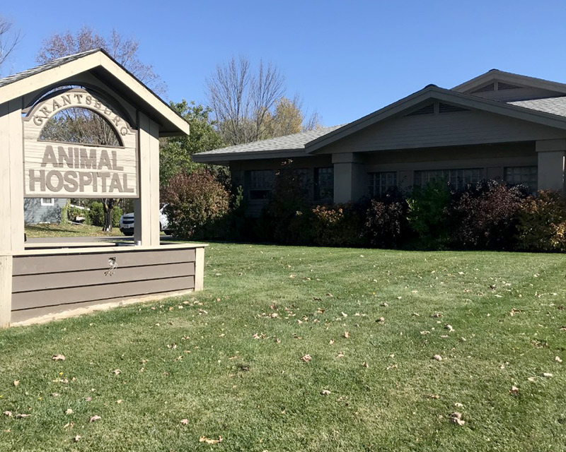 Best Veterinary Hospital In Grantsburg, WI 54840 | Grantsburg Animal  Hospital & Wild River Veterinary Clinic