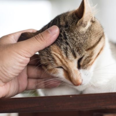 senior pet wellness care