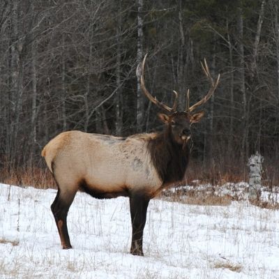 elk in snow