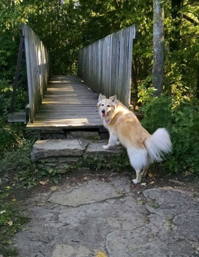 dog about to cross bridge