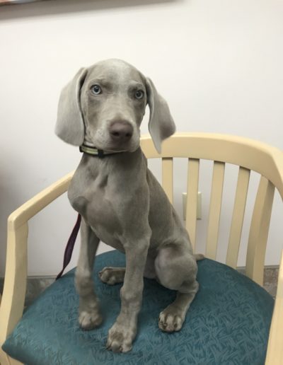 gray puppy on chair
