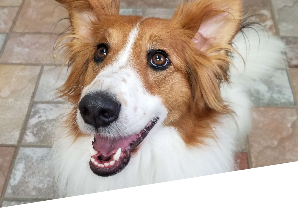 pet dentistry- banner A happy dog with its tongue out