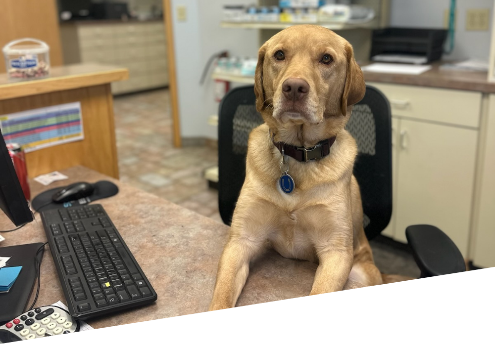 service-bannern pet on desk